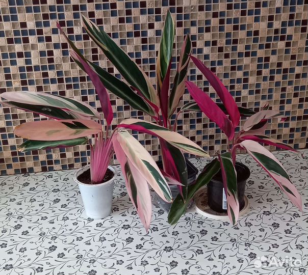 Строманта триколор