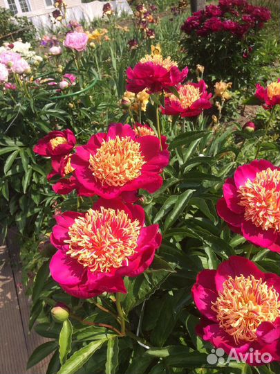 Пион бартзелла Сворд денс