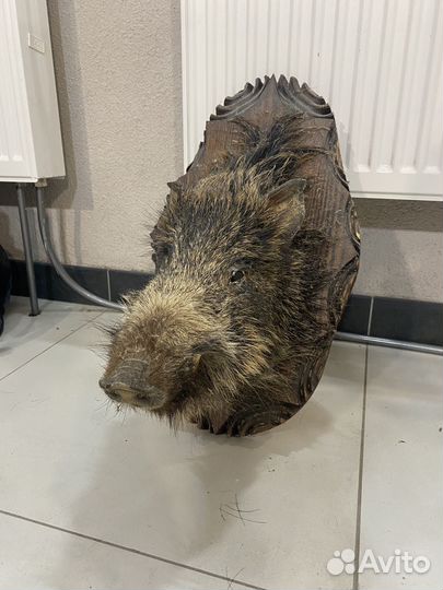 Чучело головы кабана