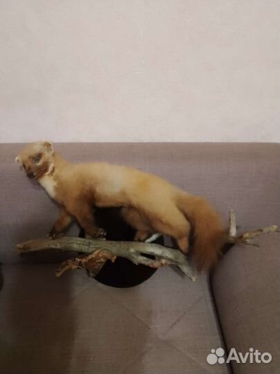 Чучело куницы