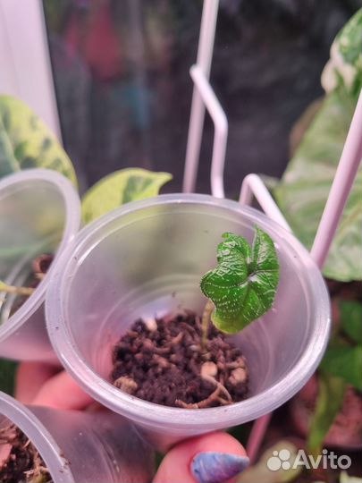 Алоказия жаклин