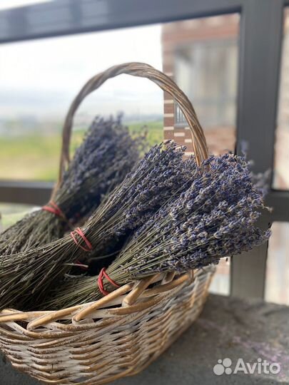 Лаванда сухоцвет