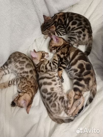 Бенгальская