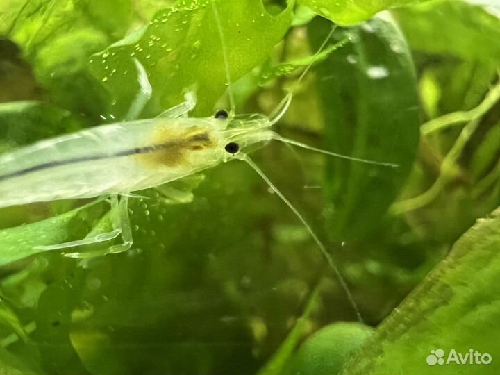 Аквариумные креветки снежинка (белая жемчужина)