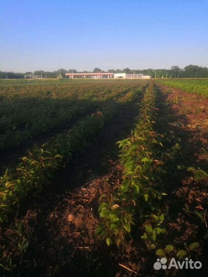 Садовые растения