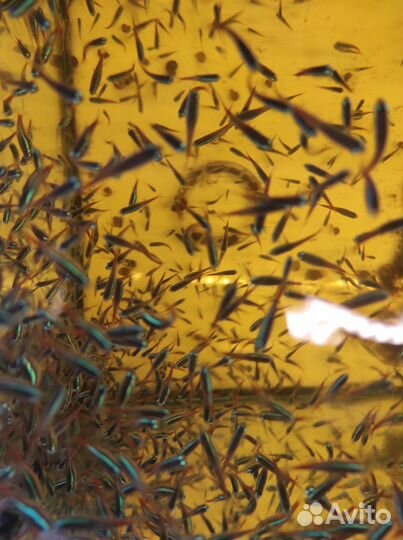 Неон голубой