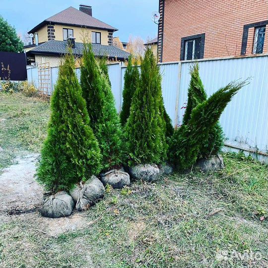 Туя смарагд премиум