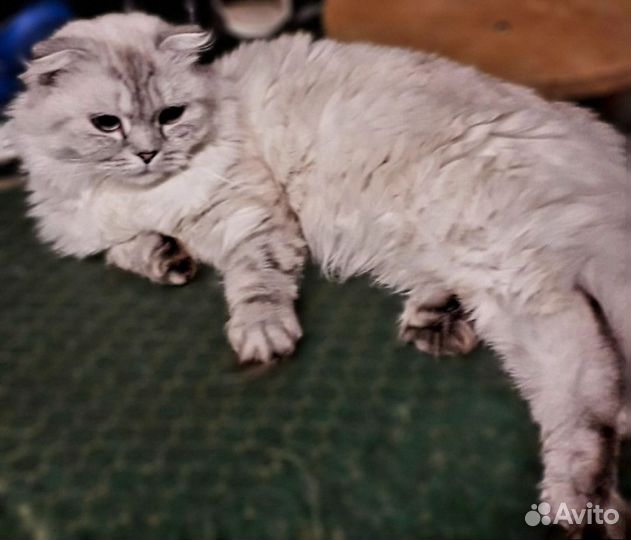 Шотландская вислоухая