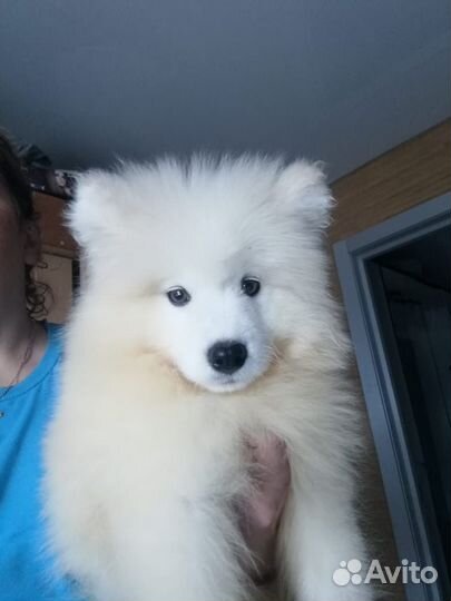 Самоедская лайка