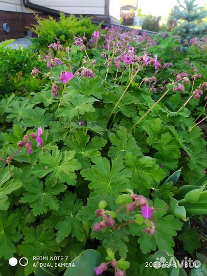 Герань садовая