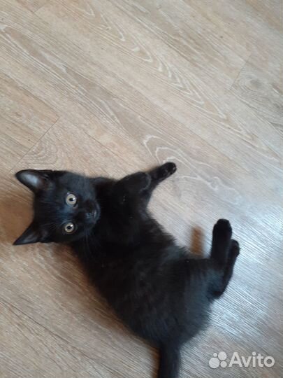 Котята в добрые руки бесплатно