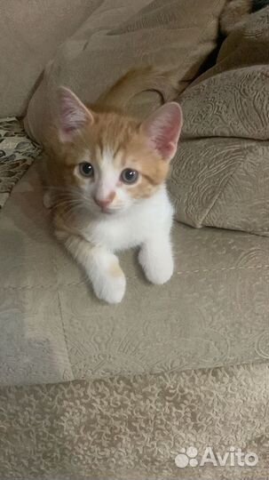 Котенок в добрые руки