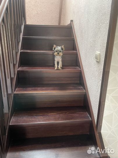 Йоркширский терьер вязка мальчик