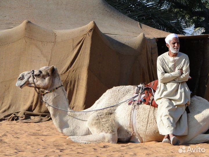 Шарм-эль-Шейх Топ-Экскурсия Индивидуальное сафари