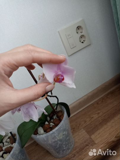 Орхидея фаленопсис