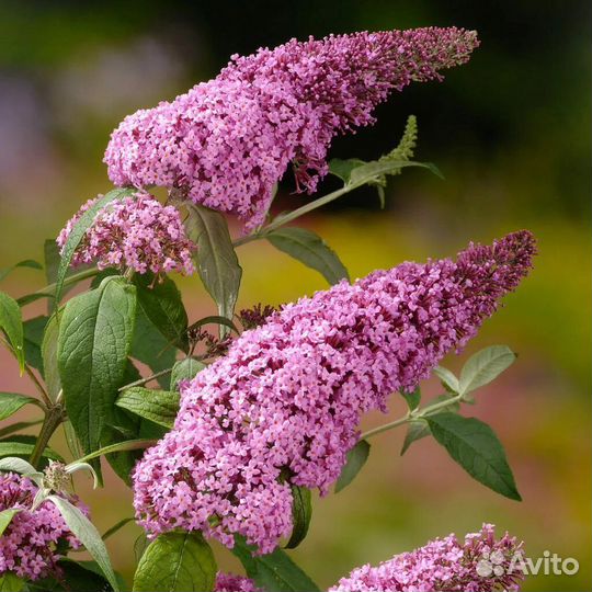 Будлея розовая