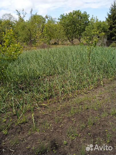 Молодой чеснок