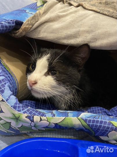 Найдена кошка