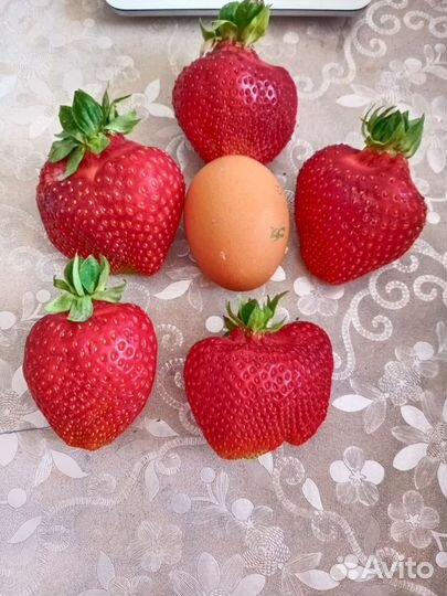 Рассада клубники Азия, Альба