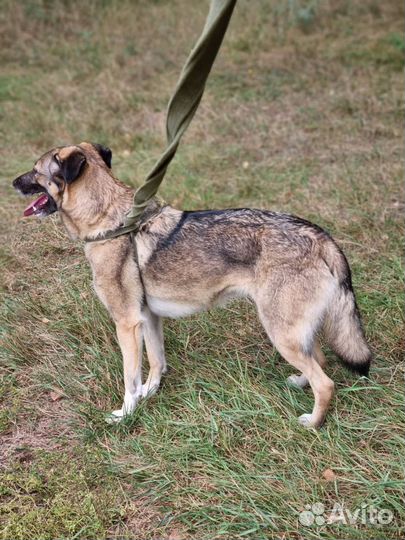 Собака ищет семью