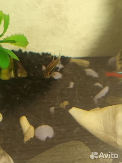 Рыбки для аквариума