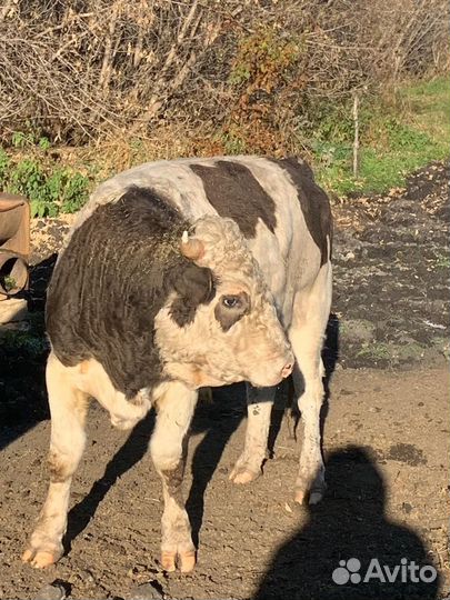 Бычки и быки