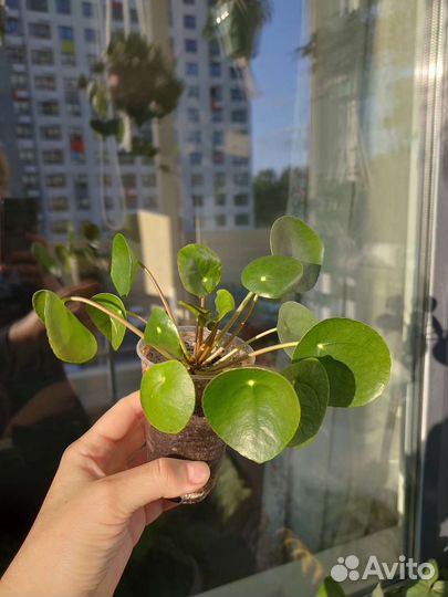 Пилея пеперомиевидная