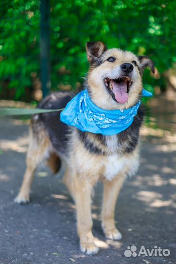 Терьер небольшой в добрые руки из приюта