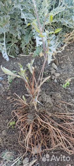 Клематис белый