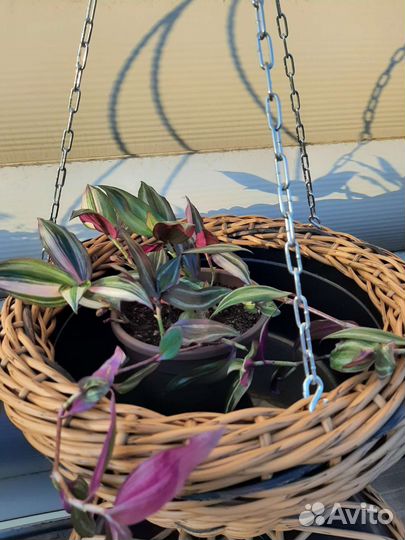 Подвесное кашпо