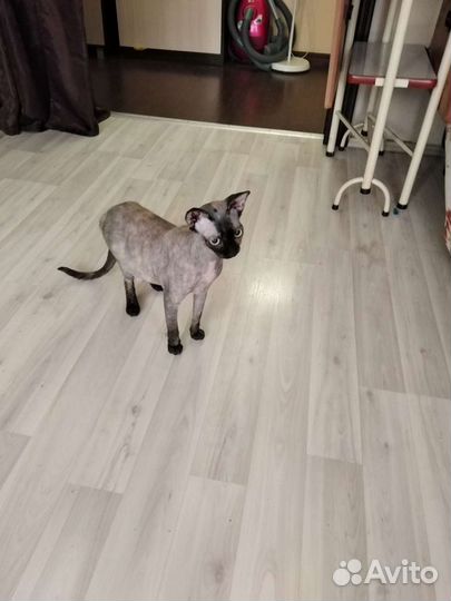 Передержка животных