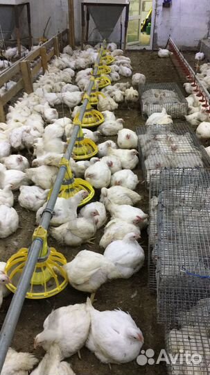Куры бройлеры живым весом