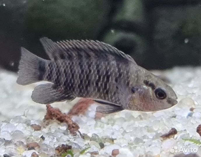 Бадис бадис