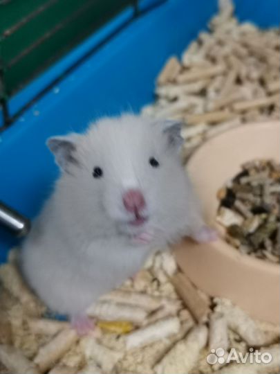 Сирийский хомяк