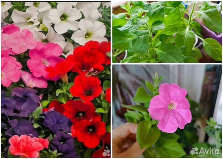 Рассада петуния мультицвет