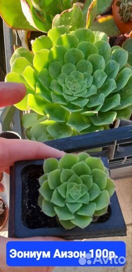 Крестовник бусы,суккуленты