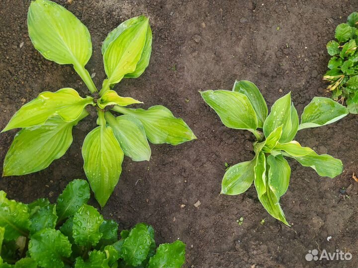 Хоста, сорта разные