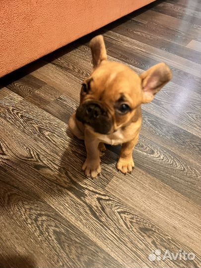 Французский бульдог щенки