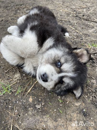 Щенки сибирской хаски