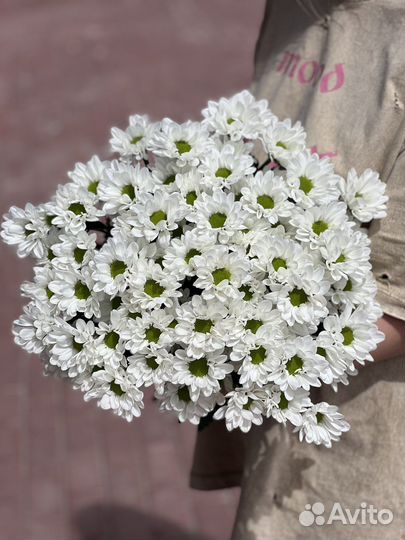 Хризантема кустовая