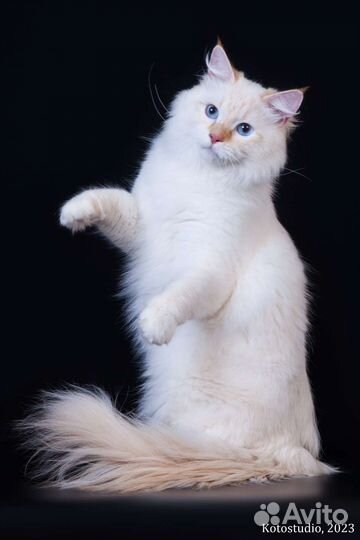 Невский маскарадный кот