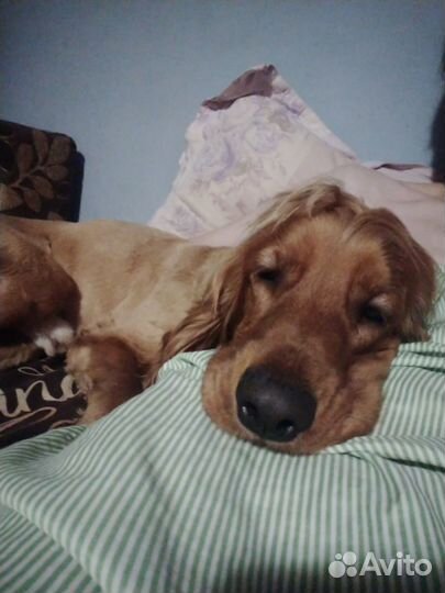 Кокер спаниель