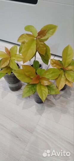 Белопероне,крестовник,папортник,орхидея и др