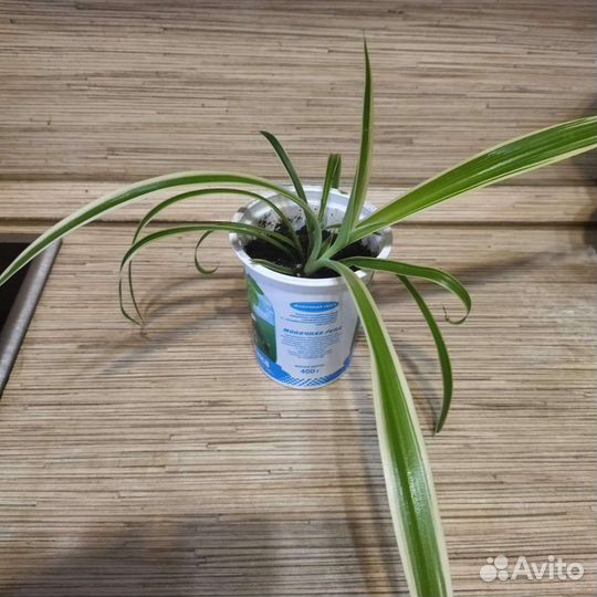 Хлорофитум