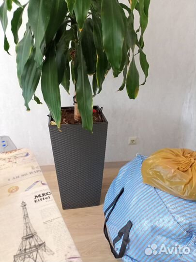 Пальма драцена