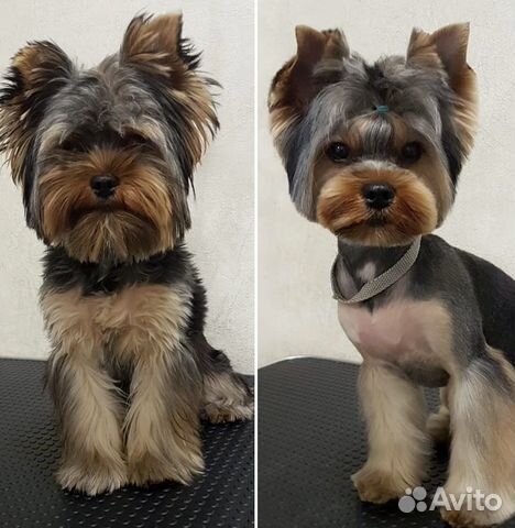 Стрижка собак и кошек груминг