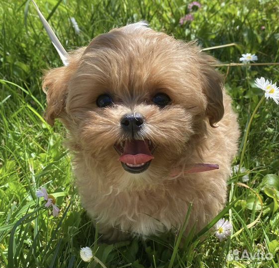 Щенки Мальтипу