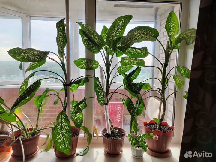 Диффенбахия пятнистая