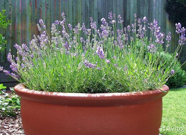 Лаванда