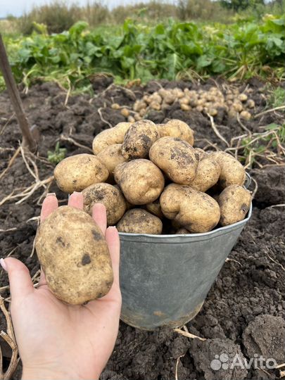 Картофель